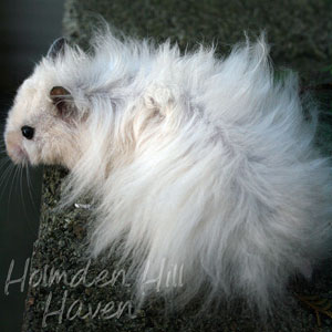 Powderpuff- Extreme Dilute Black Eyed Cream Black Longhaired